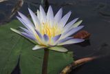 Water Lily on the Khwai River