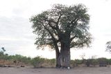 Baobab tree at Savuti