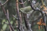Arctic Warbler, Burn of Njugalswater