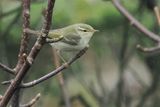 Arctic Warbler, Burn of Njugalswater