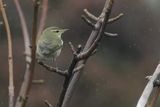 Arctic Warbler, Burn of Njugalswater