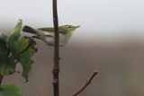 Arctic Warbler, Burn of Njugalswater