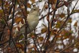Barred Warbler, Loch of Clickimin