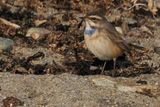 Bluethroat, Channerwick