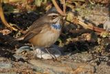 Bluethroat, Channerwick