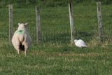 Cattle Egret, Sandwick