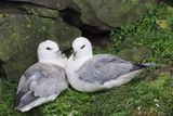 Fulmar, Sumburgh Head