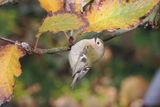 Goldcrest, Quendale Mill