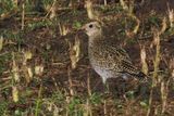 Golden Plover, Aith Voe Marina
