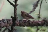 Olive-backed Pipit, Kergord