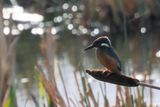 Kingfisher, RSPB Barons Haugh