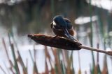 Kingfisher, RSPB Barons Haugh