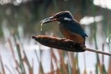 Kingfisher, RSPB Barons Haugh