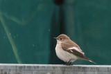 Pied Flycatcher, Easter Quarff