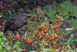 Blackbird, Baillieston