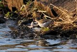 Spotted Sandpiper, Cameron Reservoir, Fife