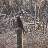 Sparrow Hawk, RSPB Barons Haugh