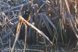 Kingfisher, RSPB Barons Haugh