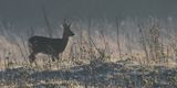 Roe Deer, RSPB Barons Haugh
