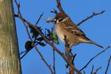 Tree Sparrow, near Croftamie