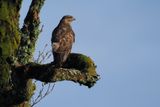 Buzzard, near Gartocharn, Loch Lomond