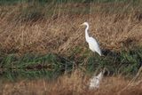 Great White Egret, RSPB Loch Lomond