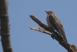 Spotted Flycatcher (juvenile), Douglas West