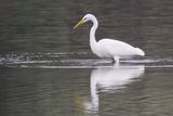 Great White Egret, RSPB Barons Haugh 
