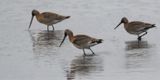 Black-tailed Godwit, RSPB Barons Haugh 