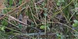 Snipe, Heritage Loch