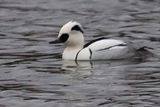 Smew, Broadwood Loch, Cumbernauld