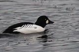 Goldeneye, Broadwood Loch, Cumbernauld
