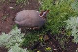 Barbary Partridge