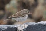 Berthelots Pipit