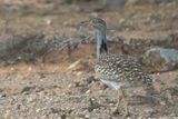 Houbara Bustard