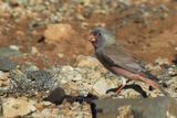 Trumpeter Finch