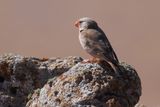 Trumpeter Finch