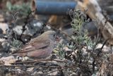 Trumpeter Finch