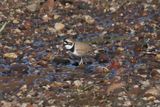 Little Ringed Plover, Endrick Water