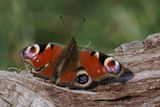 Peacock, Low Mains-Loch Lomond NNR