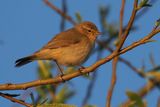 Chiffchaff Brookhouse-S Yorkshire