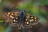 Chequered Skipper, Glasdrum Wood NNR