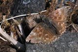 Dingy Skipper, Barony A Frame, Ayrshire
