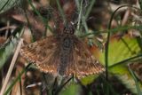 Dingy Skipper, Barony A Frame, Ayrshire