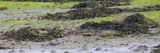 Western Sandpiper, Maidens, Ayrshire