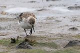 Western Sandpiper, Maidens, Ayrshire