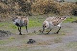 Western Sandpiper, Maidens, Ayrshire