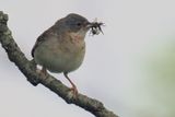 Common Whitethroat, Loch Lomond NNR