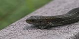 Common Lizard, Flanders Moss NNR