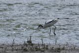 Avocet, RSPB Barons Haugh